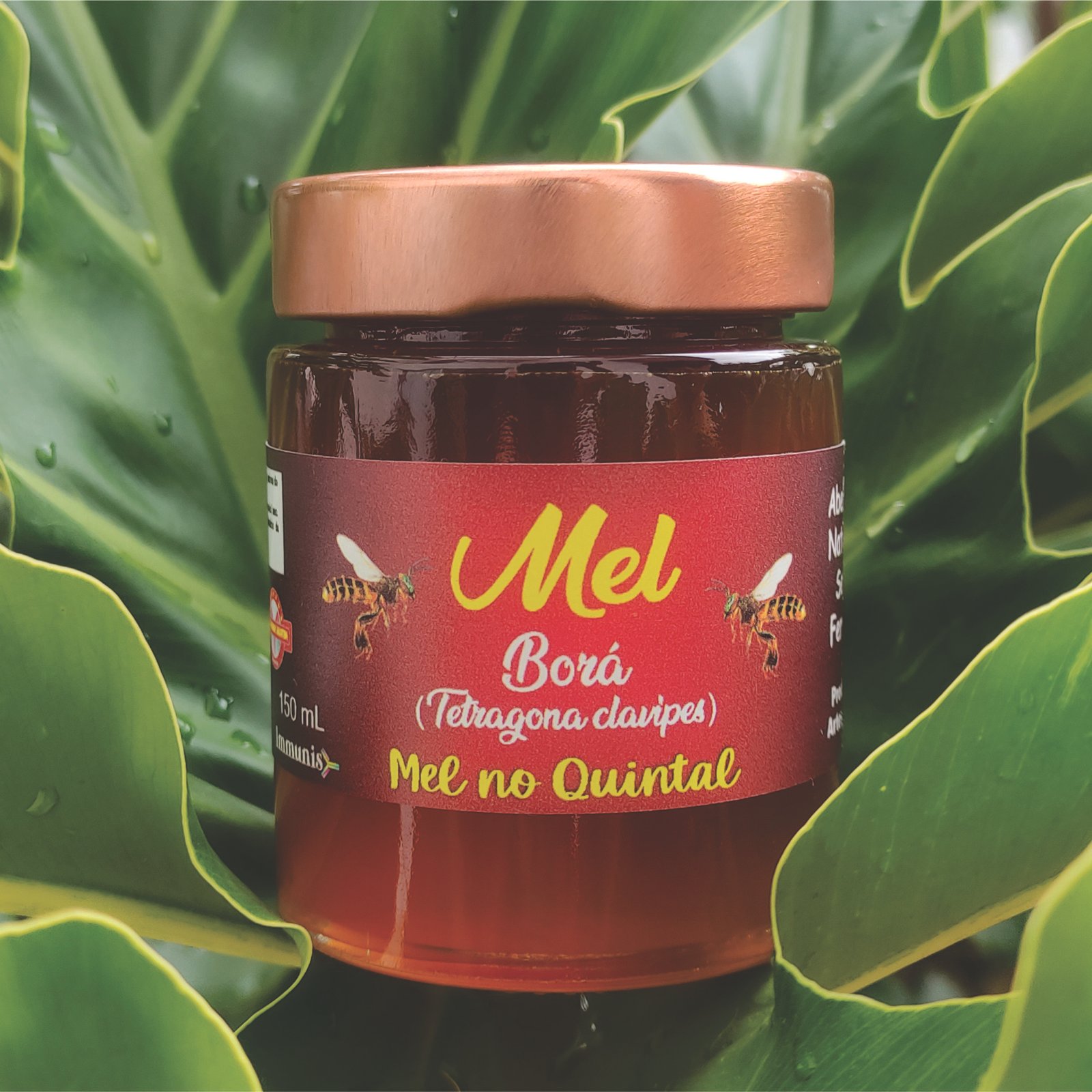 Mel produzido no quintal