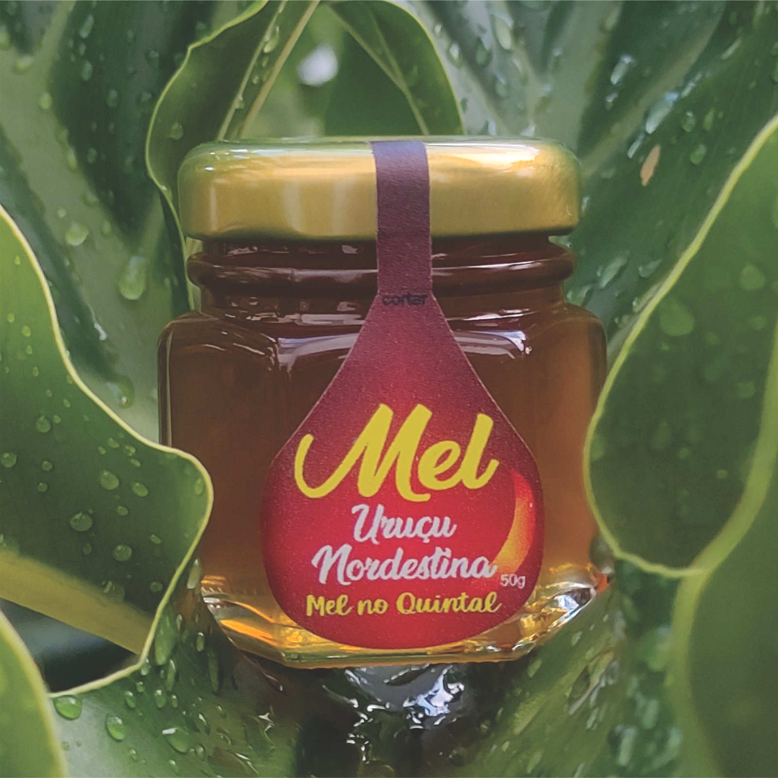 Mel produzido no quintal